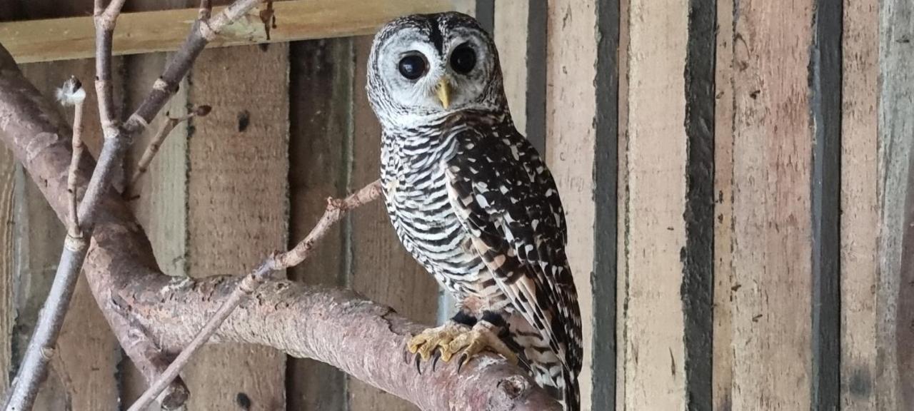 Næstved The Parrot Hotel, Live In A Rescue Animal Park מראה חיצוני תמונה