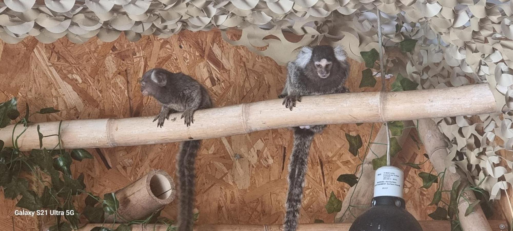 Næstved The Parrot Hotel, Live In A Rescue Animal Park מראה חיצוני תמונה